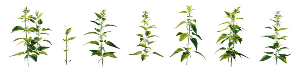 Fototapeta premium Urtica dioica plant isolated png on transparent background premium nature cutout (Stinging Nettle Plant, Krapiva)