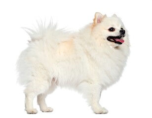 Obraz premium Spitz dog profile