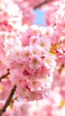 Obraz premium Spring blossoms in pastel pink