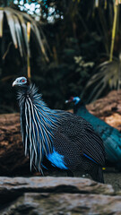 Vulturine guinea fowl - guinea fowl, graphic pattern of blue and striped feathers, exotic design in nature.