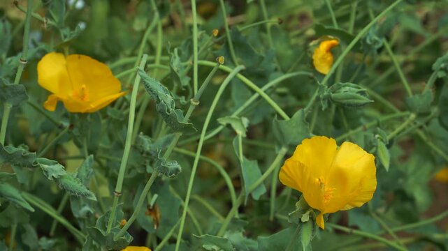A detailed view of the Yellow Horned Poppy (Glaucium flavum). Bright yellow blossoms stand out against the unique, wavy-edged, blue-green foliage and horned pods.
