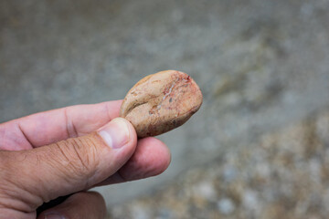 Sea pebble (stone) in hand close-up