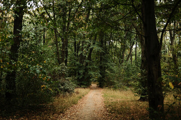 Obraz premium Narrow forest path surrounded by dense green trees. Peaceful woodland trail with autumn leaves on the ground, natural outdoor landscape. Zvezdarska Suma - forest in Belgrade, Serbia