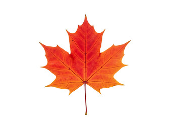 Obraz premium Vibrant autumnal maple leaf, intensely colored, displayed against a black background.