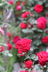 Vibrant red roses in full bloom, captured with a soft blurred background that highlights its delicate petals.