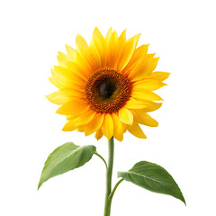 Obraz premium Bright yellow sunflower isolated on transparent background, a beautiful summer bloom
