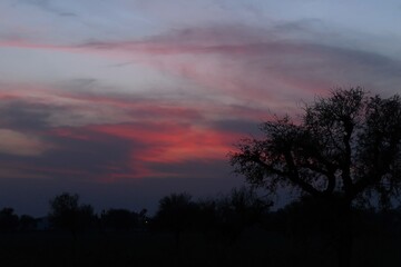 A series of twilight skies painted with shades of pink, purple, and blue, silhouetted by trees on the horizon.
