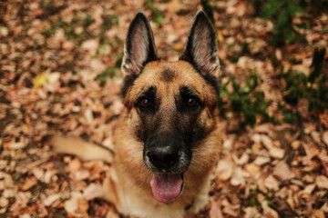 German Shepherd dog sitting on fallen autumn leaves in the forest. Happy pet looking at camera with tongue out. Close up top view portrait from above