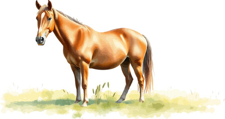 Fototapeta premium Watercolor vector illustration of a horse.