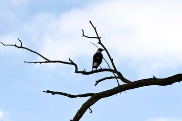 Australian Magpie (Gymnorhina tibicen) perched on a tree branch