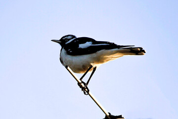 Australian Magpie-Lark (Grallina cyanoleuca)