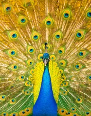 Obraz premium Peacock's vibrant display