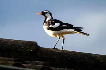 Australian Magpie-Lark (Grallina cyanoleuca)