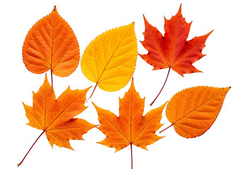 Fototapeta premium Vibrant autumn leaves in shades of orange and red, arranged against a striking black background, showcasing the beauty of fall foliage.