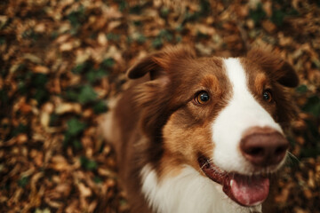Close-up of brown Australian Shepherd dog with tongue out, looking at camera playfully in autumn forest. Red tricolor Aussie walking outdoor