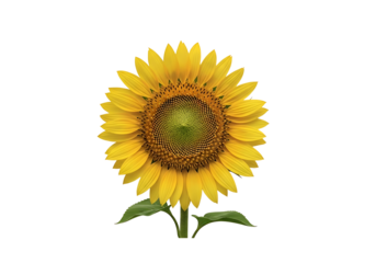 A vibrant sunflower with detailed petals and a central disc, set against a stark black background, showcasing a radiant yellow hue and a pleasing symmetrical composition.