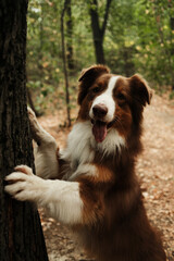 Brown Australian Shepherd dog standing with paws on tree trunk in the forest, looking curious and playful. Red tricolor Aussie walking and posing outdoor