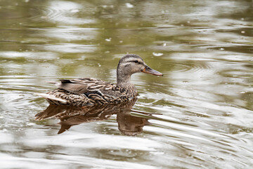 Female mallard duck in Surrey, British Columbia, Canada