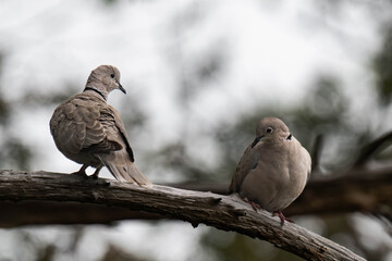 Mourning dove (Zenaida macroura), american mourning dove, perched on a tree in British Columbia, Canada.