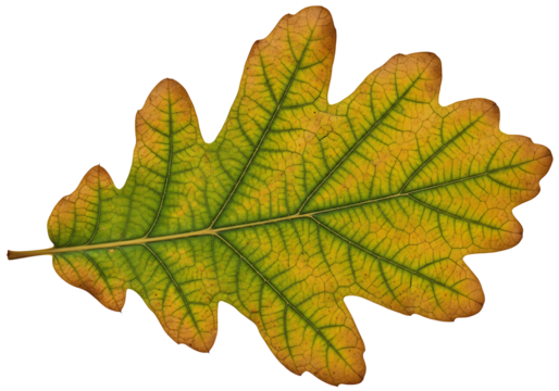 Close-up view of an autumnal oak leaf, showcasing intricate details of its veins and changing colors against a pure black backdrop.