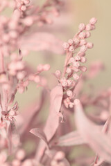 Smoke selective soft focus Flower twig. Nature blur light pastel beige, pink background.