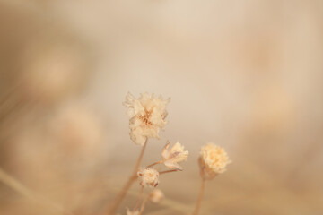 Smoke blur fog soft focus Gypsophila Flower. Natural beige, brown light neutral background.