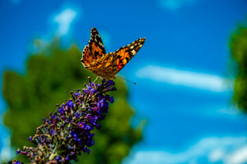 Schmetterling auf lila Blüte