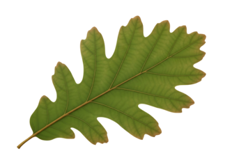 A detailed close-up image of a vibrant green oak leaf, showcasing its intricate veins and subtle reddish-brown hues along the edges.