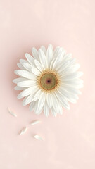 White Gerbera Daisy on Light Pink Backdrop Minimalist Beauty with Delicate Fallen Petals Soft Pastel Floral Still Life