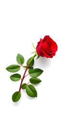 A Single Red Rose Elegantly Placed on a White Canvas Romantic Symbolism and Delicate Beauty in Floral Still Life