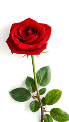 Elegant Red Rose Blossom on White Backdrop A Symbol of Love and Beauty Isolated for Creative Designs