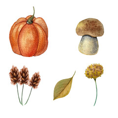 set of watercolor illustrations on autumn and harvest themes: pumpkin, mushroom, leaf, orange flowers, design, textile, and dishes