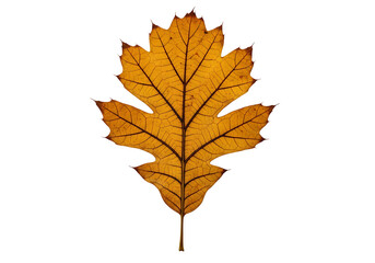Fototapeta premium A detailed close-up of a dried, golden-yellow oak leaf, showcasing intricate venation patterns against a pure black backdrop.