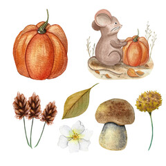 set of autumn elements: mushroom, pumpkin, flowers, leaves, cute mouse with a harvest, watercolor illustration for packaging, textiles, dishes, and children