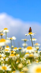 Daisies and butterfly
