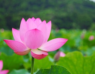 Beautiful pink lotus flower in a pond (1)