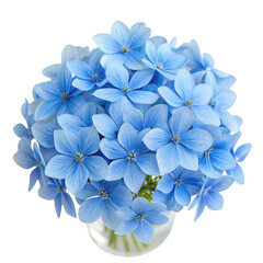 Blue hydrangea bloom isolated on transparent background