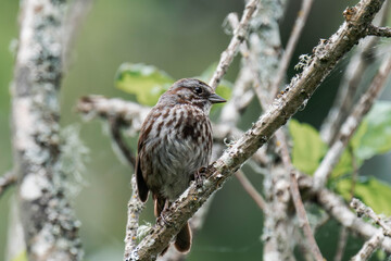 Song sparrow (Melospiza melodia) in British Columbia, Canada.