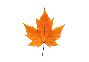 Fototapeta premium A vibrant autumnal maple leaf stands out against a stark black background, showcasing its rich orange hues and intricate venation.