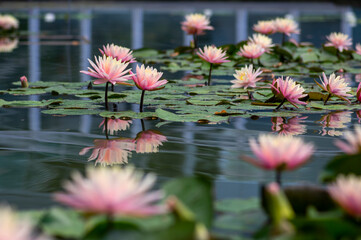 Nymphaea tropic sunset light aquatic flowers in bloom the pond with green leaves, group of pale pink flowering water lilies