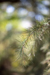 Pine Branch Close-Up with Blurred Background