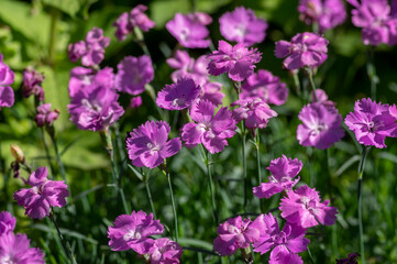 Fototapeta premium Dianthus caryophyllus carnation clove pink light violet flowers in bloom, cultivated flowering plants in summer