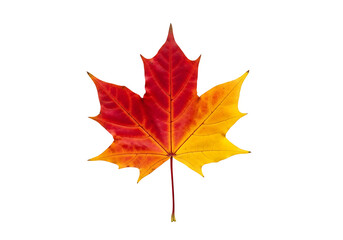 Obraz premium A vibrant autumn maple leaf, displaying a gradient of fiery red and sunny yellow hues, stands out against a pure black background.