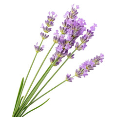 Purple lavender sprigs isolated on transparent background