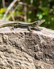 Naklejka premium Lizard on rock, closeup