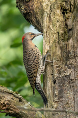 red headed woodpecker