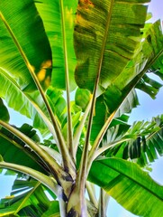 Obraz premium A portrait of a lush and majestic tropical banana tree, shot from a low angle