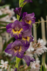 Full gladiolus stem in bloom, with vibrant purple petals and yellow throats. Captured in natural light with creamy bokeh, perfect for floral editorials, botanical illustrations, and elegant wall art