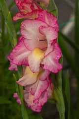 Elegant gladiolus blossoms in delicate shades of pink and cream, with vibrant fuchsia edges and raindrops. A soft, natural image ideal for botanical use, romance-themed content, or beauty design