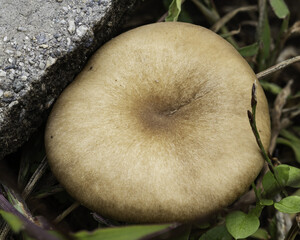 Macro photograph of a brown wild mushroom with a smooth, slightly concave cap, growing next to a stone slab and surrounded by greenery. Perfect for educational, botanical, or ecological uses